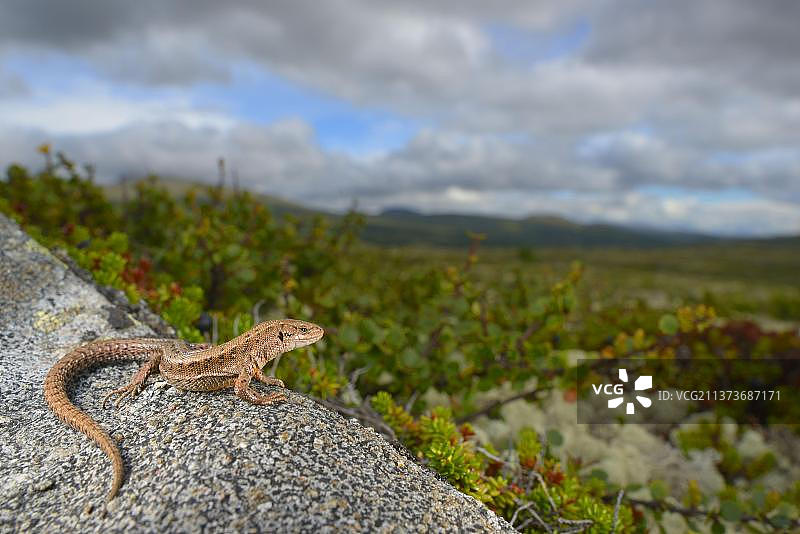 普通的成年蜥蜴，在苔原栖息地的岩石上晒太阳，dovrefell - sunndalsfjella N. P. Oppdal，挪威，欧洲图片素材