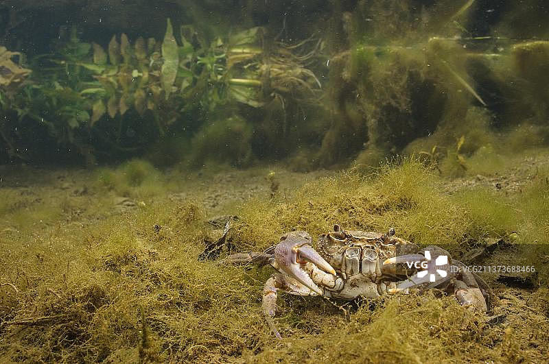 淡水蟹(Potamon fluviatilis)成年，水下河流栖息地，意大利托斯卡纳，欧洲图片素材