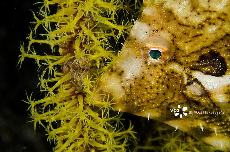带状长尾鱼(Pseudomonacanthus macrurus)成鱼，头部特写，附着在海笔(Veretillum sp)珊瑚虫夜间，蓝贝海峡，苏拉威西，大巽他群岛，印度尼西亚，亚洲图片素材