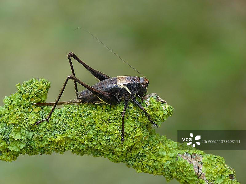 高山黑灌木蟋蟀(philidoptera aptera)成年雌性，休息在地衣覆盖的小枝上，Cannobina山谷，皮埃蒙特，意大利北部图片素材