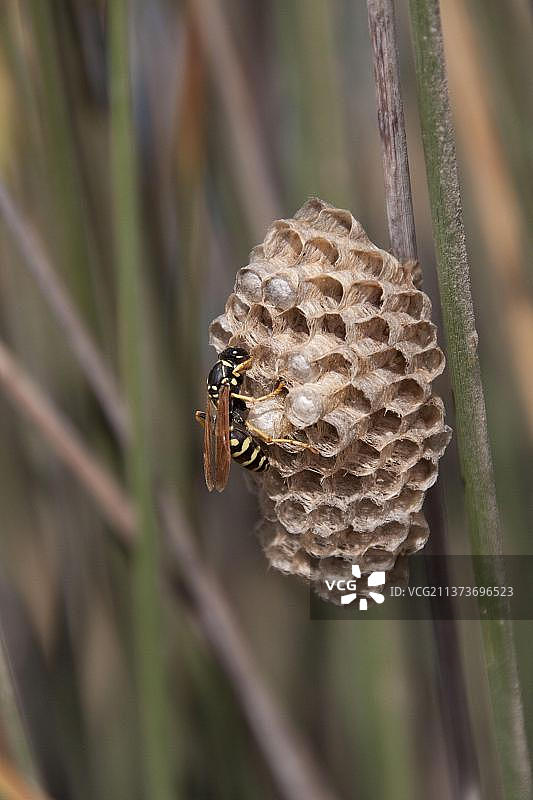 欧洲纸黄蜂(Polistes gallica)，田野黄蜂，田野黄蜂，其他动物，昆虫，动物，纸黄蜂，希腊图片素材