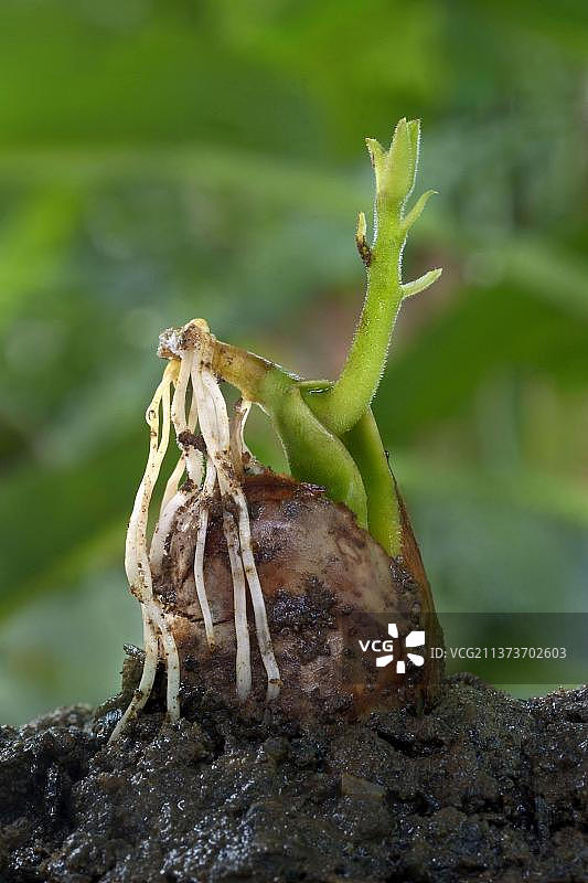 Chempedak (Artocarpus integrifolia)种子发芽芽和根，特里凡得琅，特里凡得琅区，喀拉拉邦，印度，亚洲图片素材