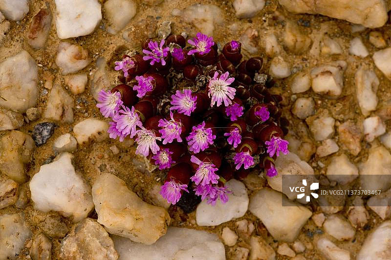 开花的矮卵石花(Oophytum nanum)在石英岩之间，纳马夸沙漠，纳马夸兰，南非，非洲图片素材