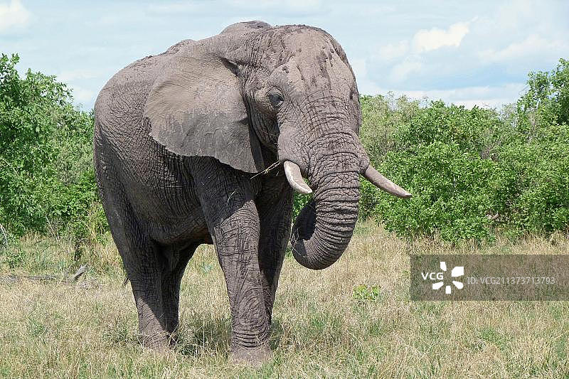 非洲博茨瓦纳奥卡万戈三角洲，成年大象，正在进食图片素材