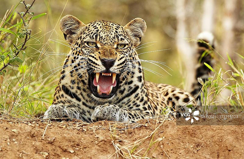 非洲豹(Panthera pardus pardus)成年雄性，咆哮，在地上休息，Timbavati游戏保护区，大克鲁格N. P.南非，五月，野生schutzgebiet图片素材