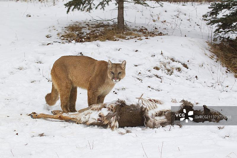 美洲狮(美洲狮concolor)成年，站在白尾鹿(Odocoileus virginianus)旁边，猎物在雪中，明尼苏达州，美国一月(圈养)图片素材
