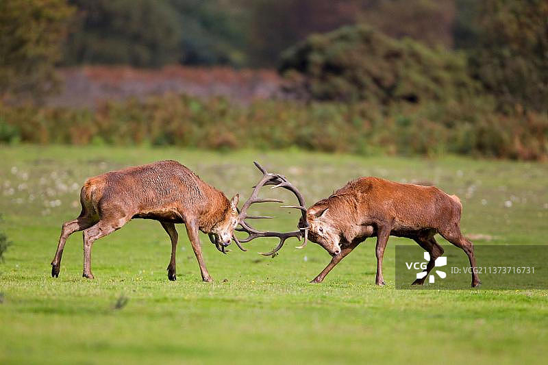 马鹿(Cervus elaphus)两只雄鹿，在发情期搏斗，英国萨福克郡Minsmere RSPB保护区，英国，欧洲图片素材