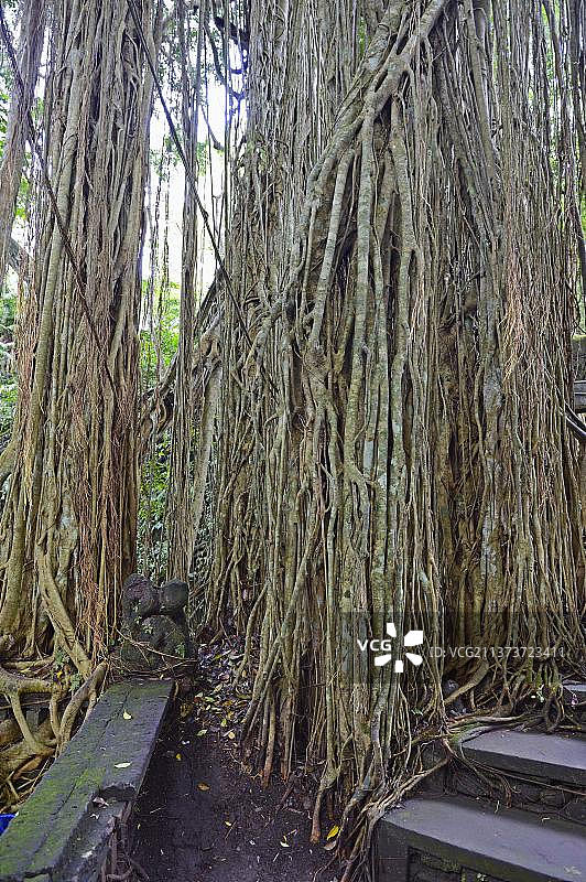 一棵榕树的气根，圣泉寺，猴森林，乌布，巴厘岛，印度尼西亚，亚洲图片素材