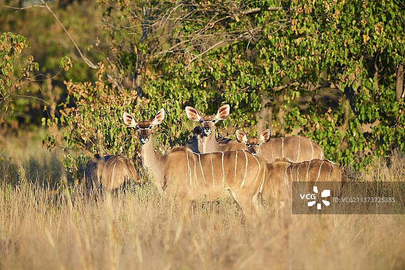 非洲博茨瓦纳，奥卡万戈三角洲，莫雷米野生动物保护区，大捻羚(羚羊)雌性在高草中图片素材