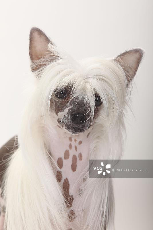 中国冠毛犬，无毛，母狗图片素材