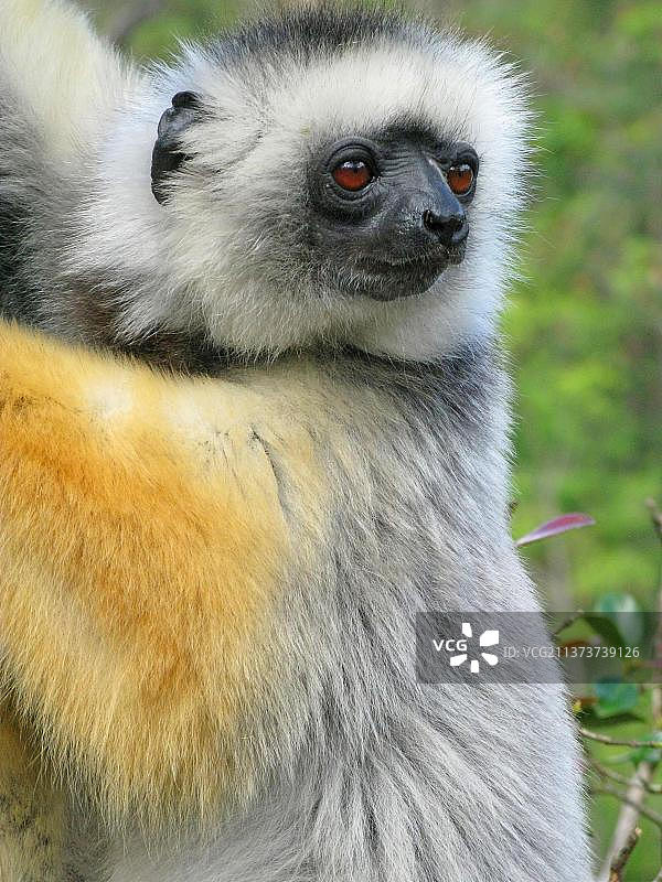 非洲马达加斯加，托阿马西纳省，安达西贝，冠状冠狐猴成虫图片素材