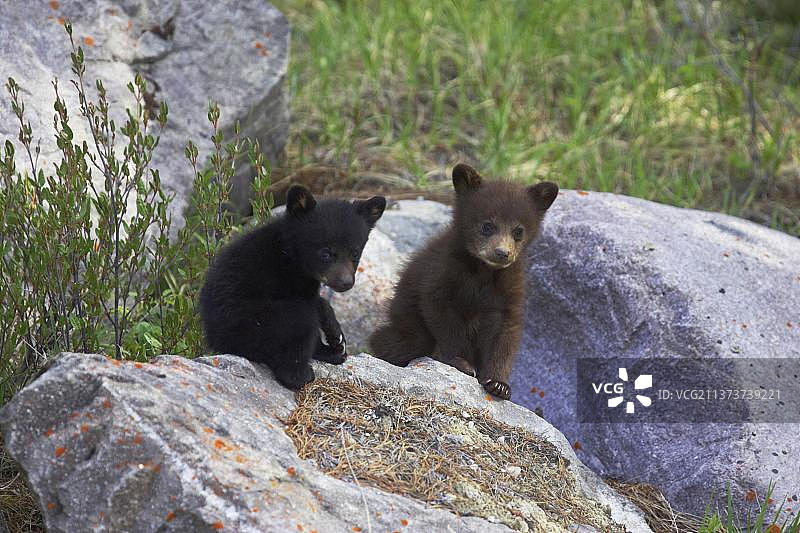 美国黑熊(Ursus americanus)，美国黑熊，熊，捕食者，哺乳动物，动物，美国黑熊正常和肉桂形态，两个小熊，坐在岩石上，落基山脉，阿尔伯塔，加拿大，北美图片素材