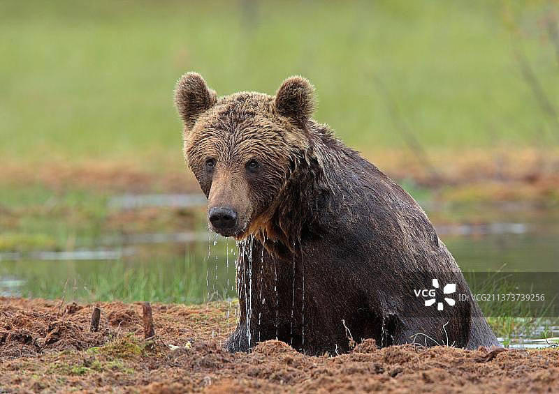 欧洲棕熊，欧洲棕熊(Ursus arctos arctos)，欧洲棕熊，熊，棕熊，捕食者，哺乳动物，动物，欧洲棕熊成年，浮出水面，芬兰，欧洲图片素材