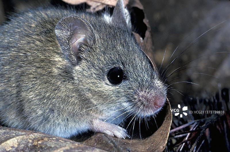 sylvemus sylvaticus，木鼠(Apodemus sylvaticus)，木鼠，小鼠，啮齿动物，哺乳动物，小鼠，木鼠头部和肩部特写图片素材