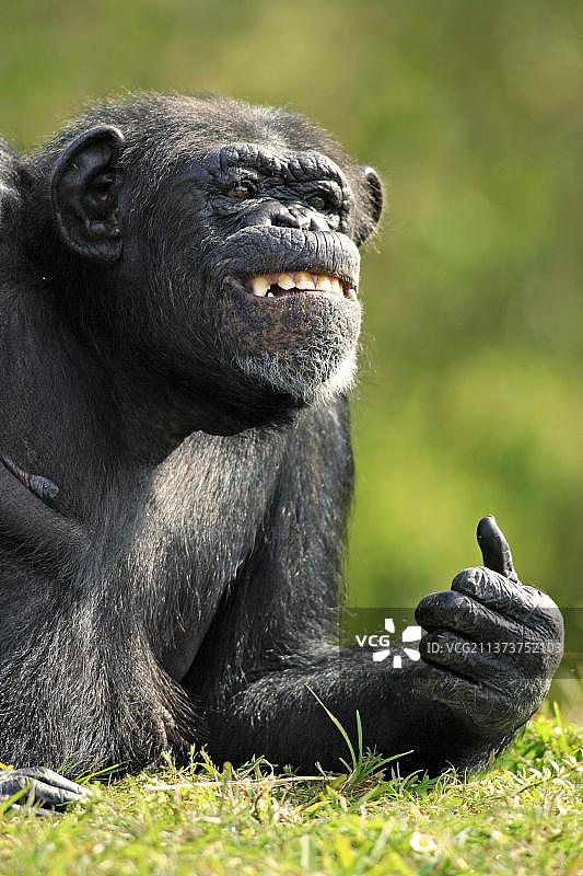 普通黑猩猩(类人猿)图片素材