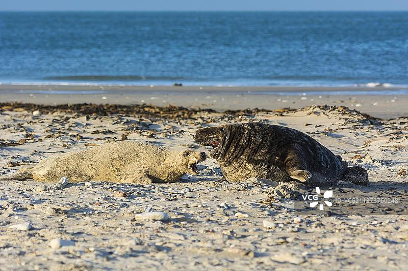灰海豹(Halichoerus griypus)，在交配季节的夫妇，黑尔戈兰，沙丘，北海，岛，石勒苏益格-荷尔斯泰因，德国，欧洲图片素材
