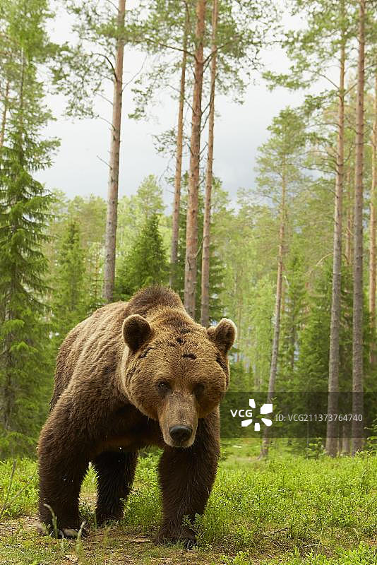 欧洲棕熊，欧洲棕熊(Ursus arctos arctos)，欧洲棕熊，熊，棕熊，捕食者，哺乳动物，动物，欧洲棕熊成年雄性，站在北方森林栖息地，芬兰，欧洲图片素材