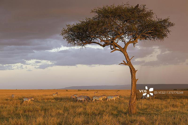 非洲肯尼亚，马赛马拉国家保护区，一群普通的斑马，在大草原栖息地的金合欢树旁，夕阳西下图片素材