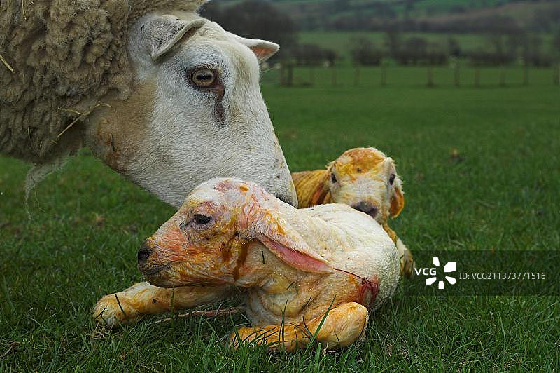 家养绵羊，Beltex母羊，梳理新生羊羔，英格兰，英国，欧洲图片素材