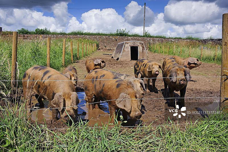 家猪，牛津沙和黑色，在围场与方舟和电栅栏断奶，坎布里亚郡，英国，欧洲图片素材
