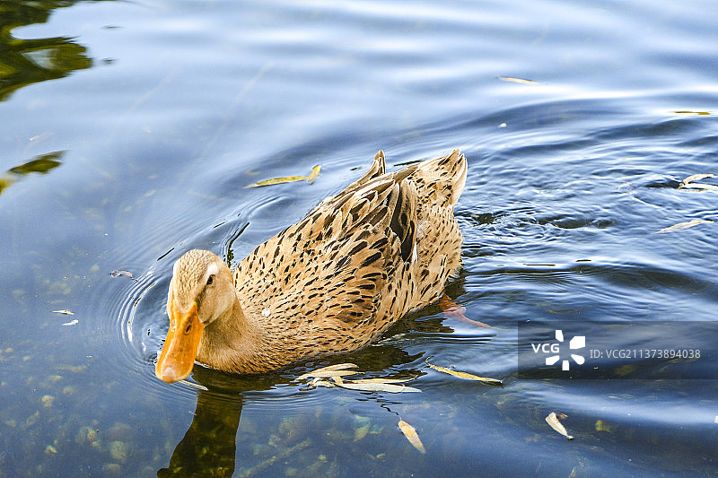 翠湖的鸭子图片素材