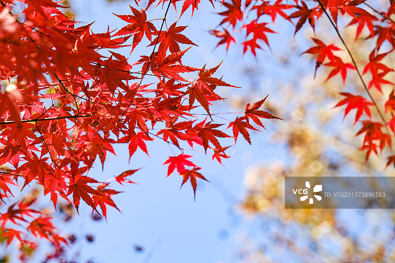 栖霞山的秋天图片素材