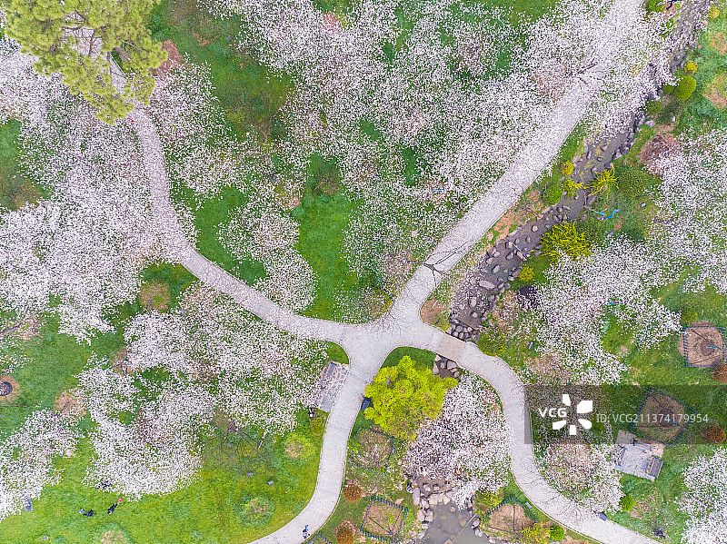 湖北省武汉市东湖风景区樱花园初春风光图片素材