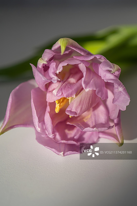 美丽的花背景丁香郁金香特写，粉红色的玫瑰特写图片素材