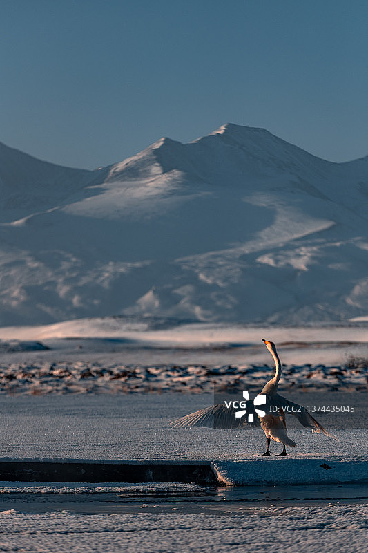 冬季新疆冰雪美景低温零下寒冷天鹅美丽阿勒泰巴音布鲁克喀纳斯图片素材