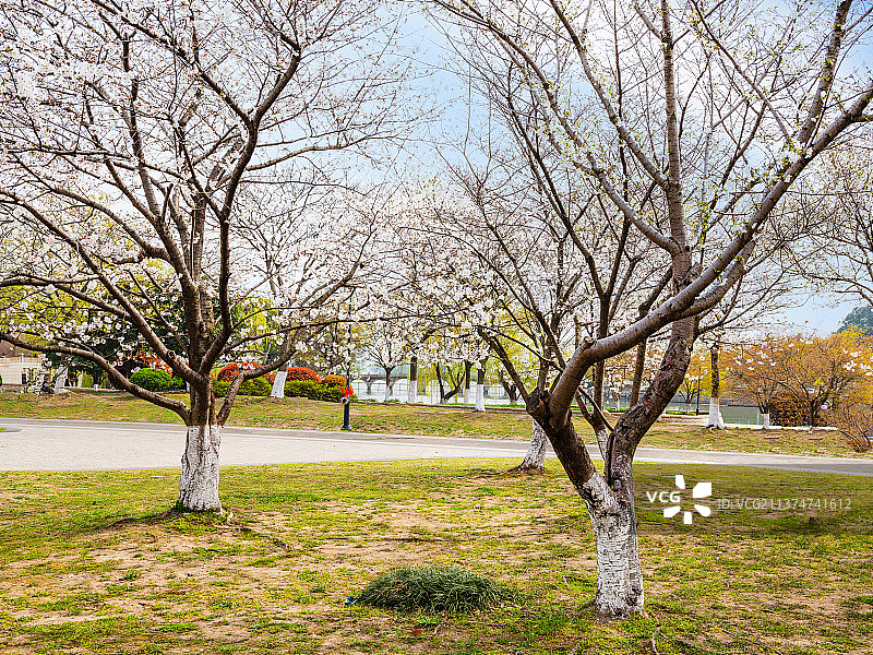 城市公园植物园春天樱花风景图片素材