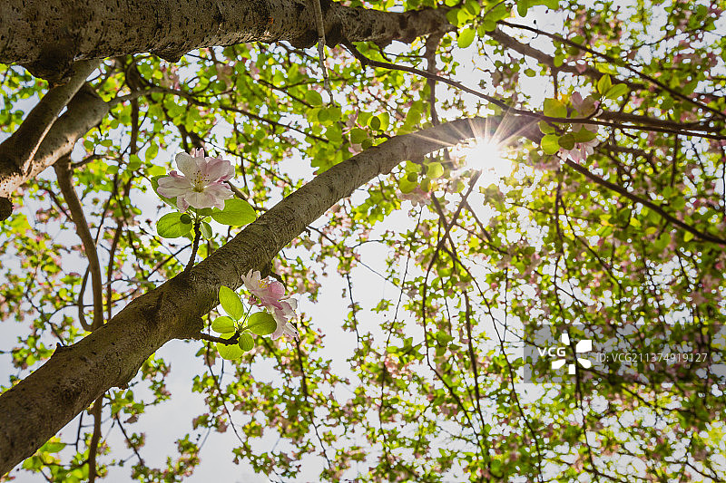 阳光下的海棠树+南京图片素材