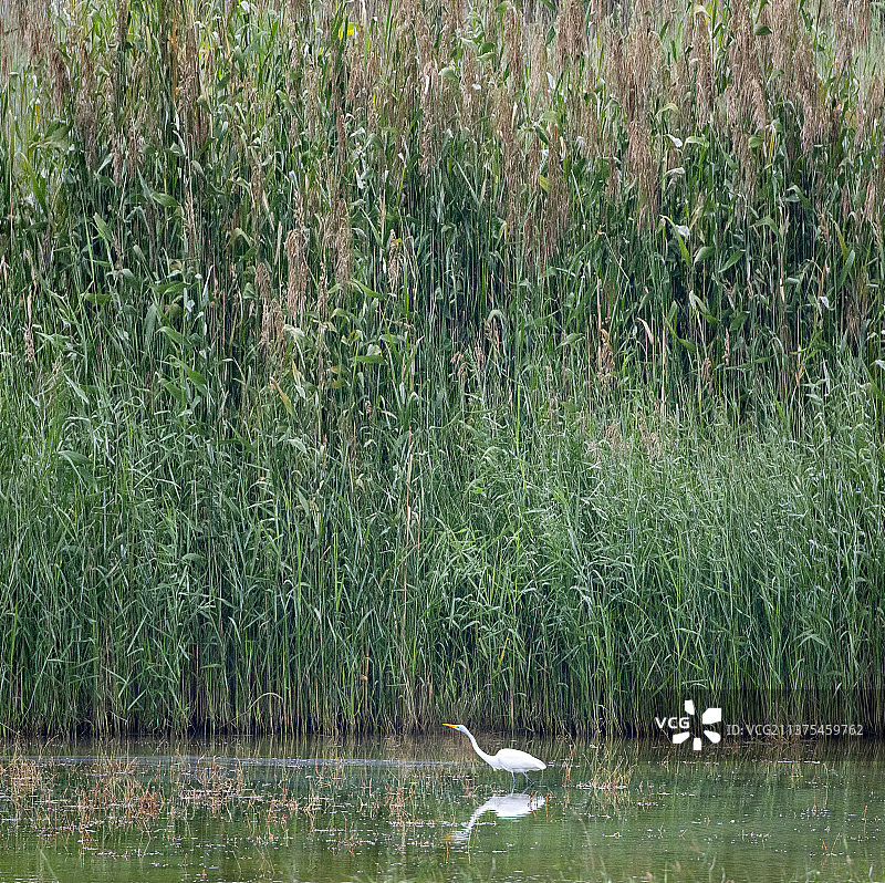 白鹭与植被绿色背景简约图片素材