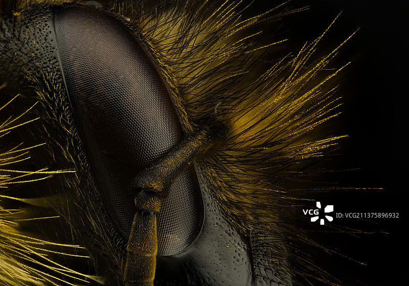 昆虫大黄蜂的详细微距摄影，在黑色背景上的羽毛特写图片素材