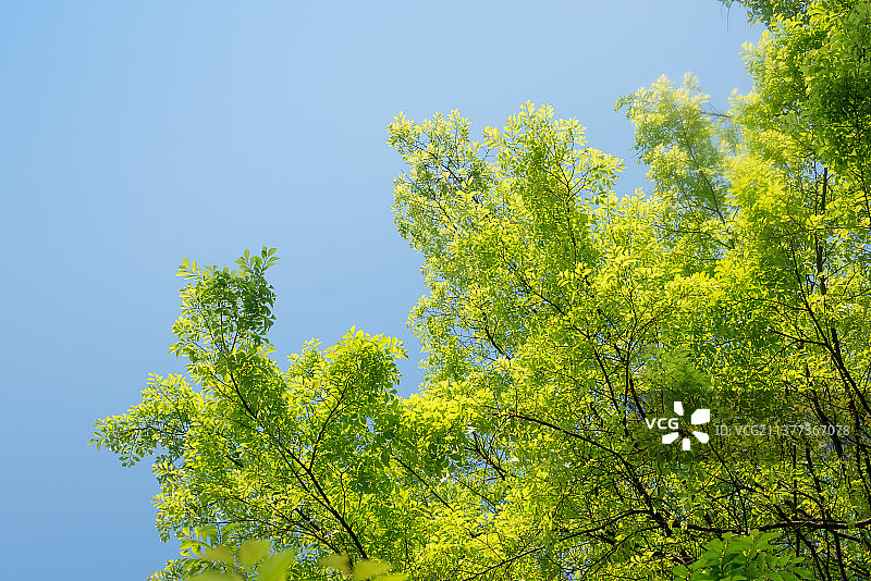 春天阳光下的新长出叶子的榆树植物图片素材