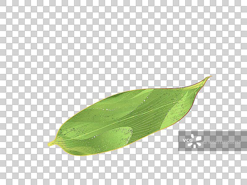 一片绿色的芭蕉芦苇叶粽子叶植物国风插画元素图片素材