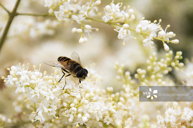 蜜蜂 微距 昆虫 采蜜 果蝇 花 春天图片素材