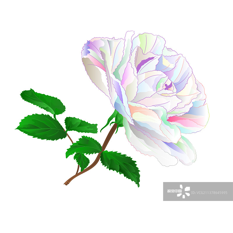 简单的彩色玫瑰茎，叶自然图片素材