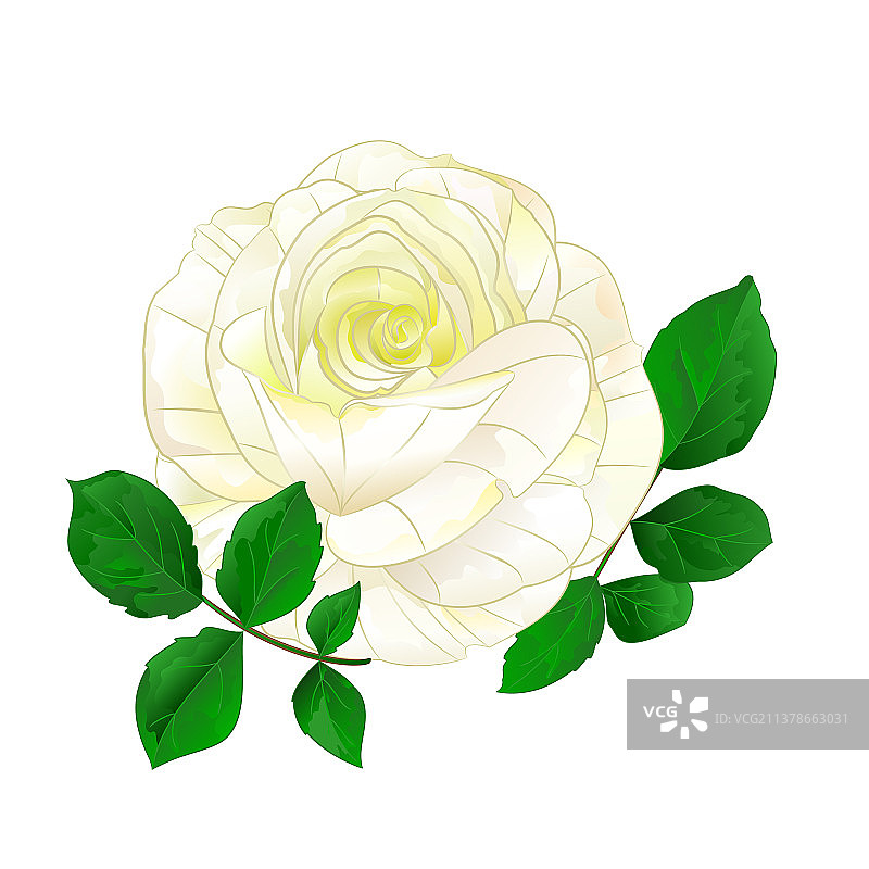 白玫瑰，单茎带叶图片素材