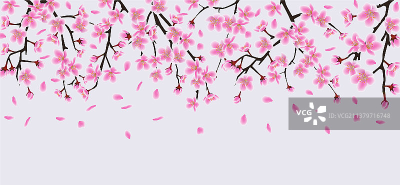 樱花树的花枝具有现实的粉红色图片素材