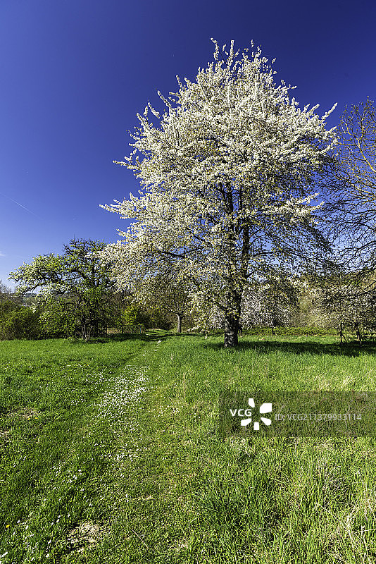 春天，田野上的树木映衬着晴朗的蓝天，Pfinztal，德国图片素材