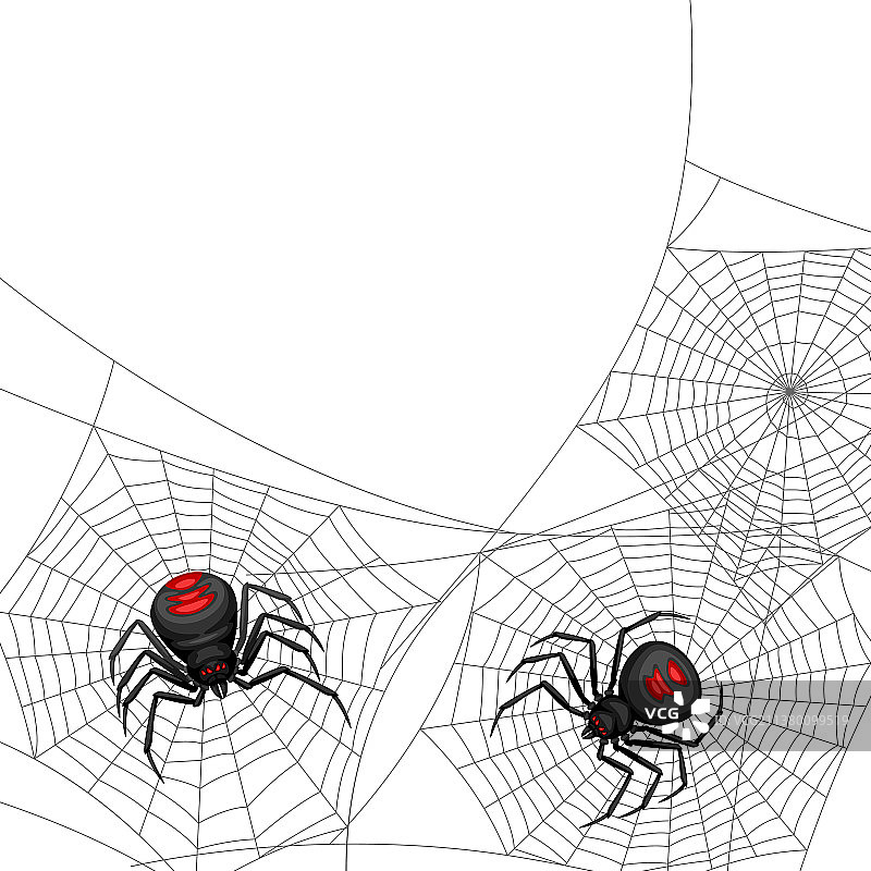 背景与黑寡妇蜘蛛图片素材