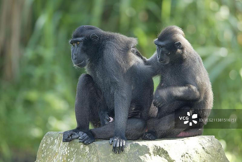 苏拉威西西里冠猕猴(猕猴黑)，对，梳毛，冠猕猴，成对梳毛图片素材