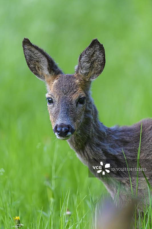 鹿(Capreolus Capreolus)，肖像，春天，德国，欧洲图片素材