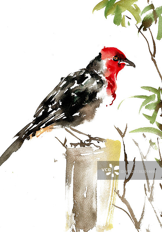 树桩上的红头啄木鸟图片素材