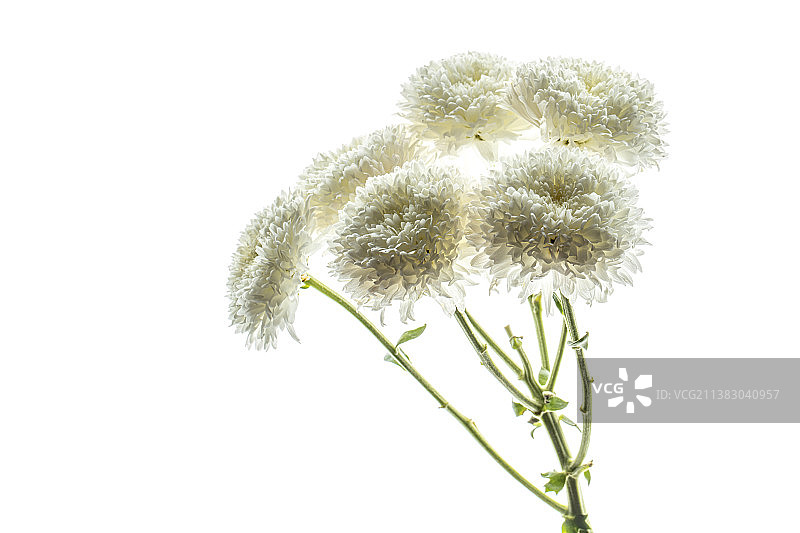 白色雏菊植物特写图片素材