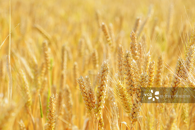 小麦麦田粮食谷物图片素材
