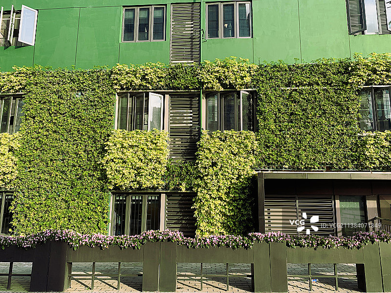 布满绿色植物叶片装饰的办公楼外墙图片素材