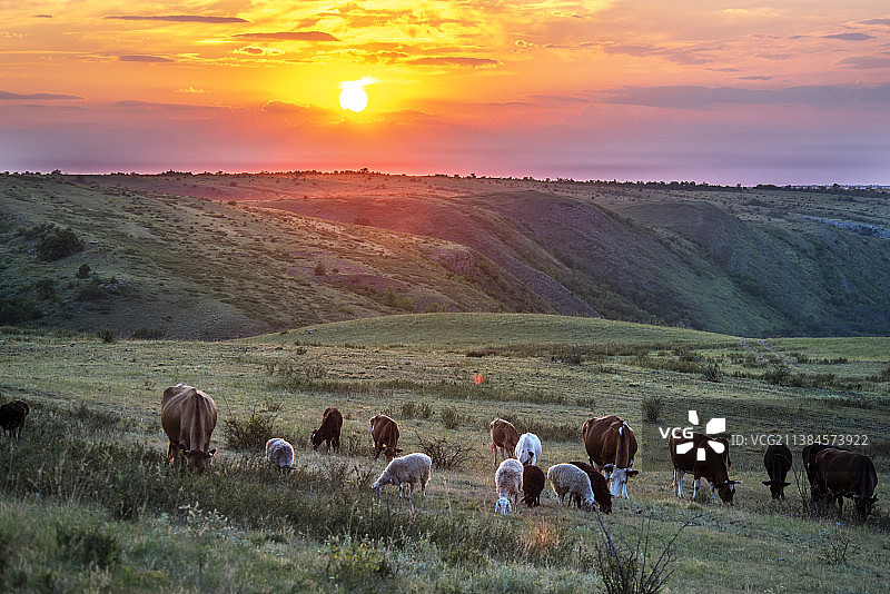 野外动物的全画幅拍摄，日落时野外牛羊的高角度视角图片素材
