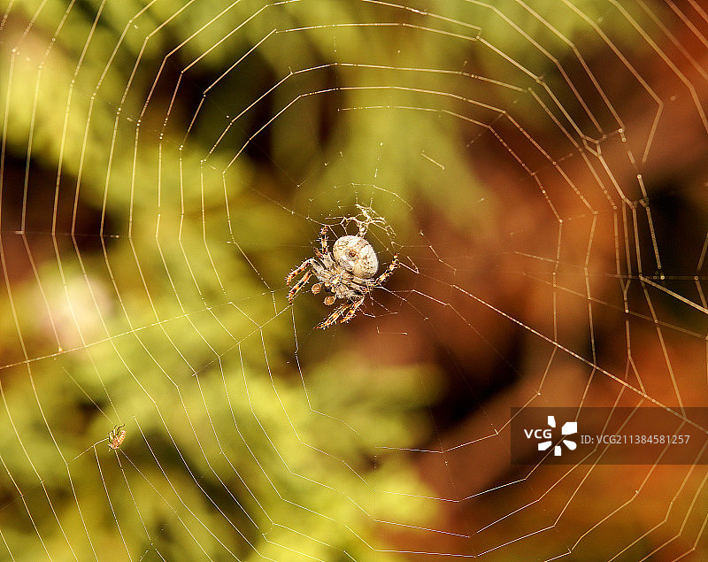 蜘蛛和网，近距离的蜘蛛在网上图片素材