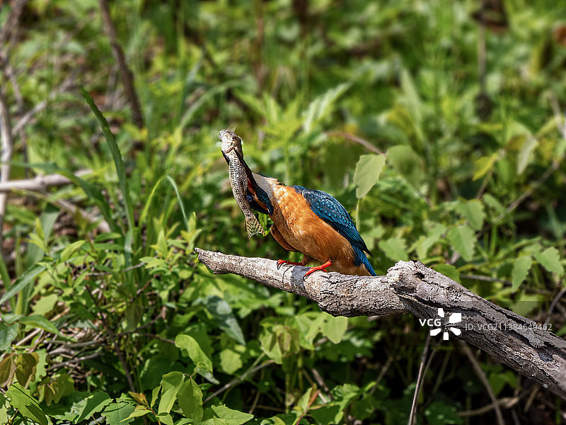 翠鸟栖息在树枝上的特写图片素材
